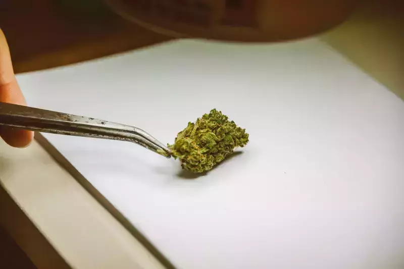 Unpacking the Nova Farms Experience: A Deep Dive into Cannabis Cultivation and Retail