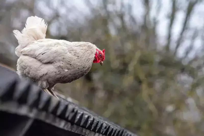 A Detailed Look at the 'Lash Egg' Phenomenon in Chickens